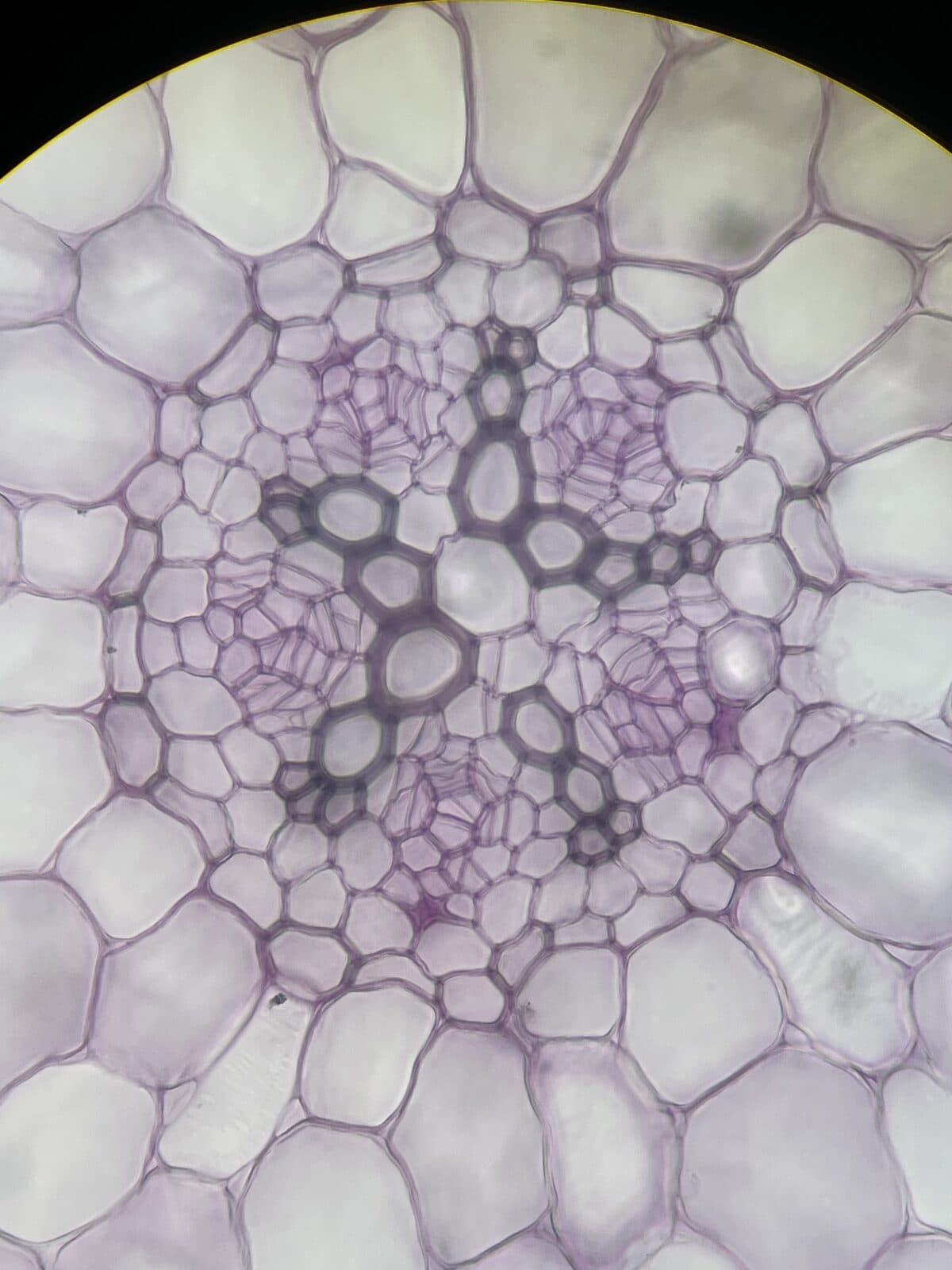 Observation microscopique